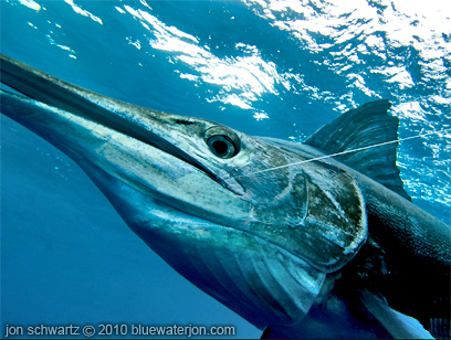 hooked marlin underwater photo