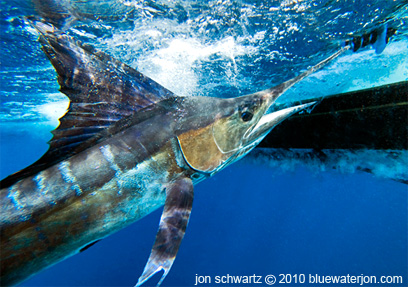 hooked marlin underwater pic at boat