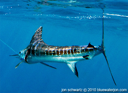 Underwater shot of a hooked marlin