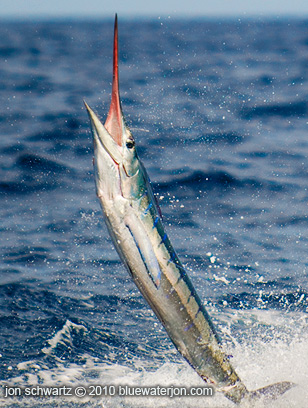 Striped marlin jumping