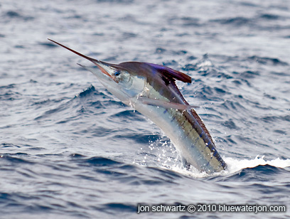 Jumping striped marlin