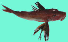 Red Gurnard Photo