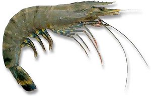 black tiger prawn, bt shrimp, black tiger, shrimp photo