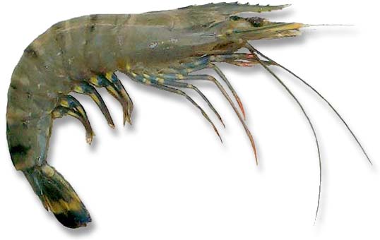 tiger prawn, penaeus monodon, BT shrimp, black tiger prawns, jumbo tiger prawn, leader prawn