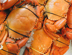 cooked mud crab, cooked muddies, crab, mudcrab