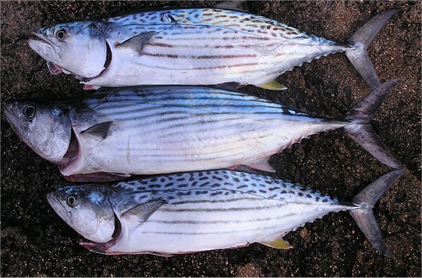 how-to-catch-bonito-fishing-for-bonito-tuna