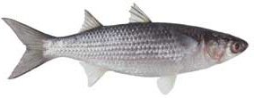 Sea Mullet (Mugil cephalus) Photo