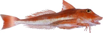 Red Gurnard (Cheildonichthy kumu) Photo