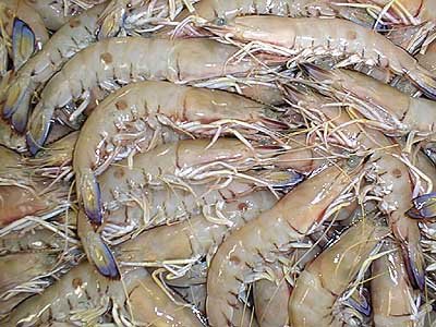 Green (raw) Red Spot King Prawns, spot prawns, king shrimp, spot shrimp