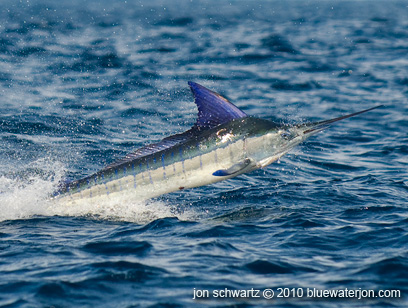 Blue water, striped marlin