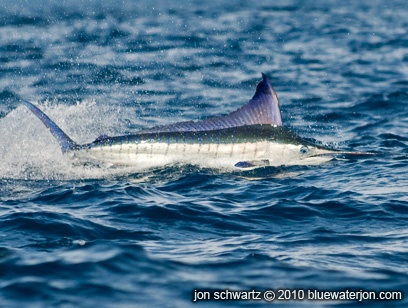 striped marlin on the surface, action shots of striped marlin fishing