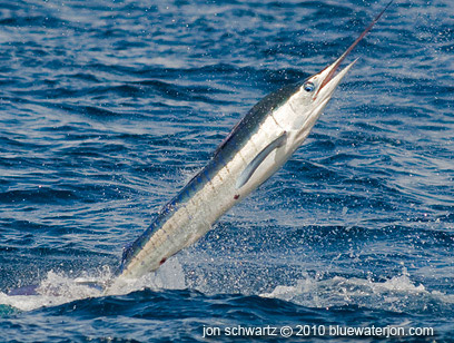 tail walking small striped marlin, action shot marlin