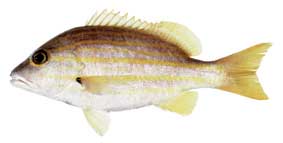 Stripey Seaperch (Lutjanus carponotatus)