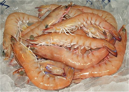 King Prawns from Urangan Fisheries