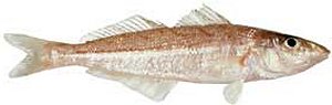 School Whiting, silago whiting, silago fish, sillago