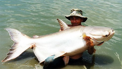 Giant Mekong Catfish