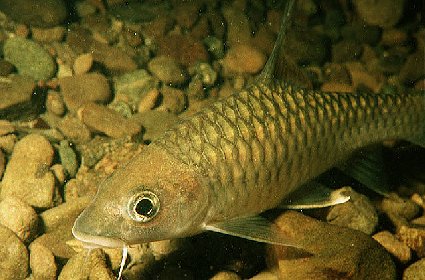 Greater Brook Carp (Thai Mahseer)