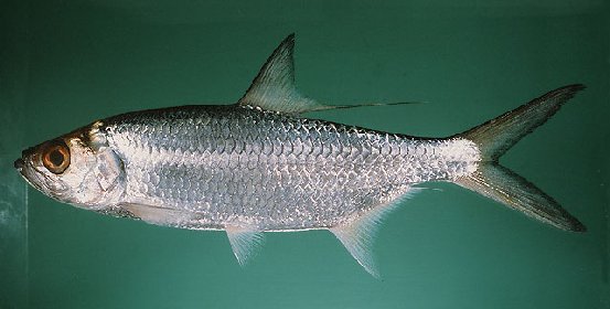 Indo-Pacific Tarpon