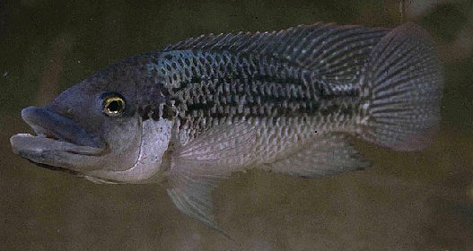 Mozambique Tilapia