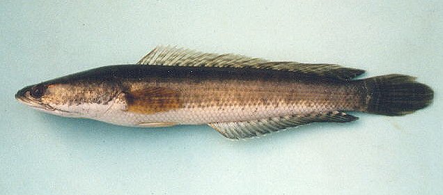 Snakehead